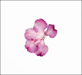 Ricci / Bonaldo / Favaron - Music For Zoe - Import CD