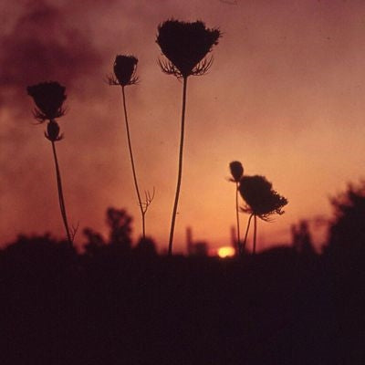 Barren Canyon - A Virulent Stream - Import CD