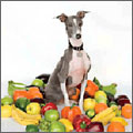Shellac - Excellent Italian Greyhound - Import CD