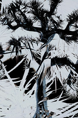 Plastic Tree - Plastic Tree - Japan CD+DVD+BOOK Limited Edition