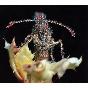 Gang Gang Dance - No Low - Japan CD Bonus Track