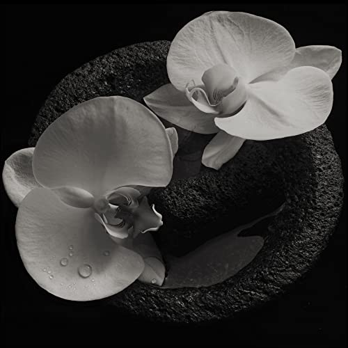 Mike Patton 、 Jean-Claude Vannier - Corpse Flower - Import CD
