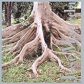 William Winant Percussion Group - Jose Maseda / Drone And Melody - Import CD