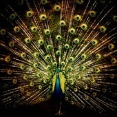 Ani DiFranco - Which Side Are You On? - Import CD