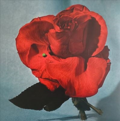 Metz - Up on Gravity Hill - Import Light Blue with Translucent Red Blob Vinyl LP Record Limited Edition