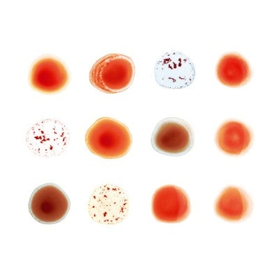 Peter Gabriel - Scratch My Back/And I'll Scratch Yours - Import 2 CD