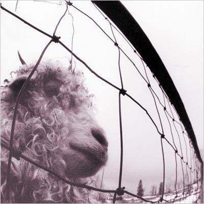 Pearl Jam - Vs. - Import Vinyl LP Record