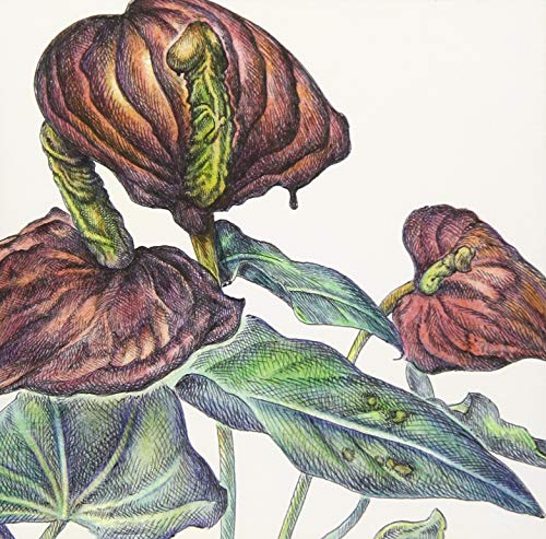 Cali Gari - Aru Shokubyo E No Kenkai To. Sore Ni Tomonau Fujori Na Jisho Toka (Keitsui Edition) - Japan CD+CD-ROM Bonus Track