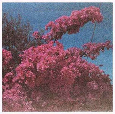 Elisabeth Klinck - Picture a Frame<Colored Vinyl> - Import LP Record