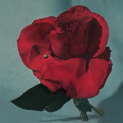 Metz  -  Up On Gravity Hill  -  Import CD