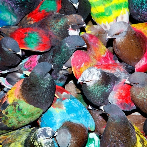 Blawan - SickElixir - Import CD