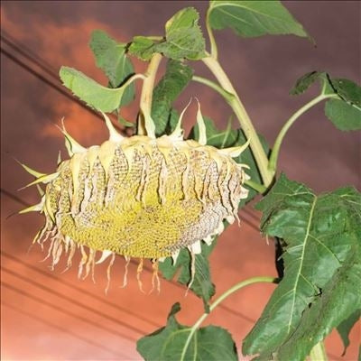 Phatness  -  Fillerkiller  -  Import Vinyl LP Record