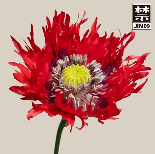 Cosmo(Techno) - Jin09 - Import Vinyl 12 inch Record