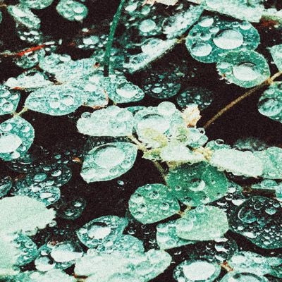 Sadness - Rain Chamber - Import Clear Vinyl LP Record Limited Edition