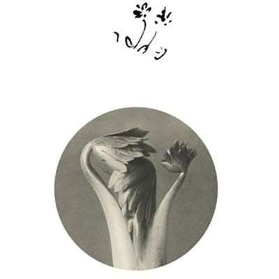 Eversines - Longevity Eyebrow - Import Vinyl 12inch Record