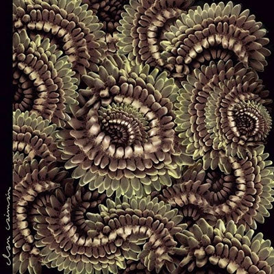 Clan Caiman - Pica Pau - Japan CD