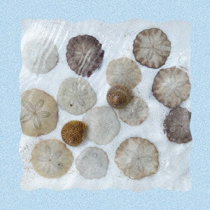 Sunao - Kaigara Wo Hiroi Atsumeru Yoni - Japan CD