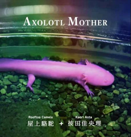 ROOFTOP CAMELS + KAORI ANTA - Axolotl Mother - Japan CD