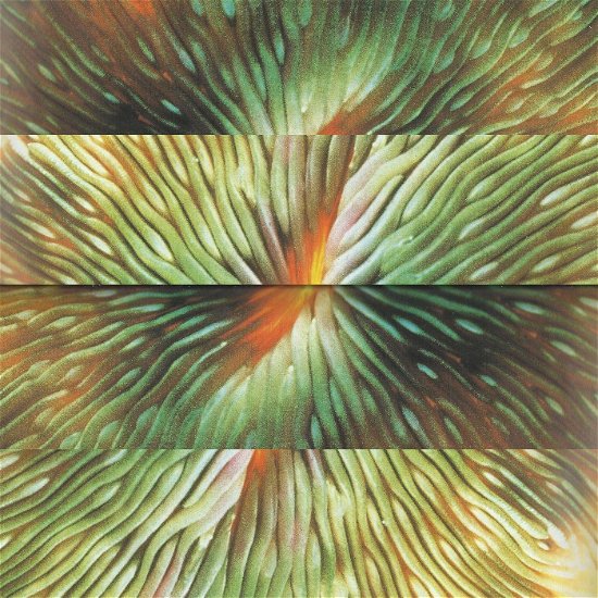 Active Surplus - Mirroring - Import LP Record