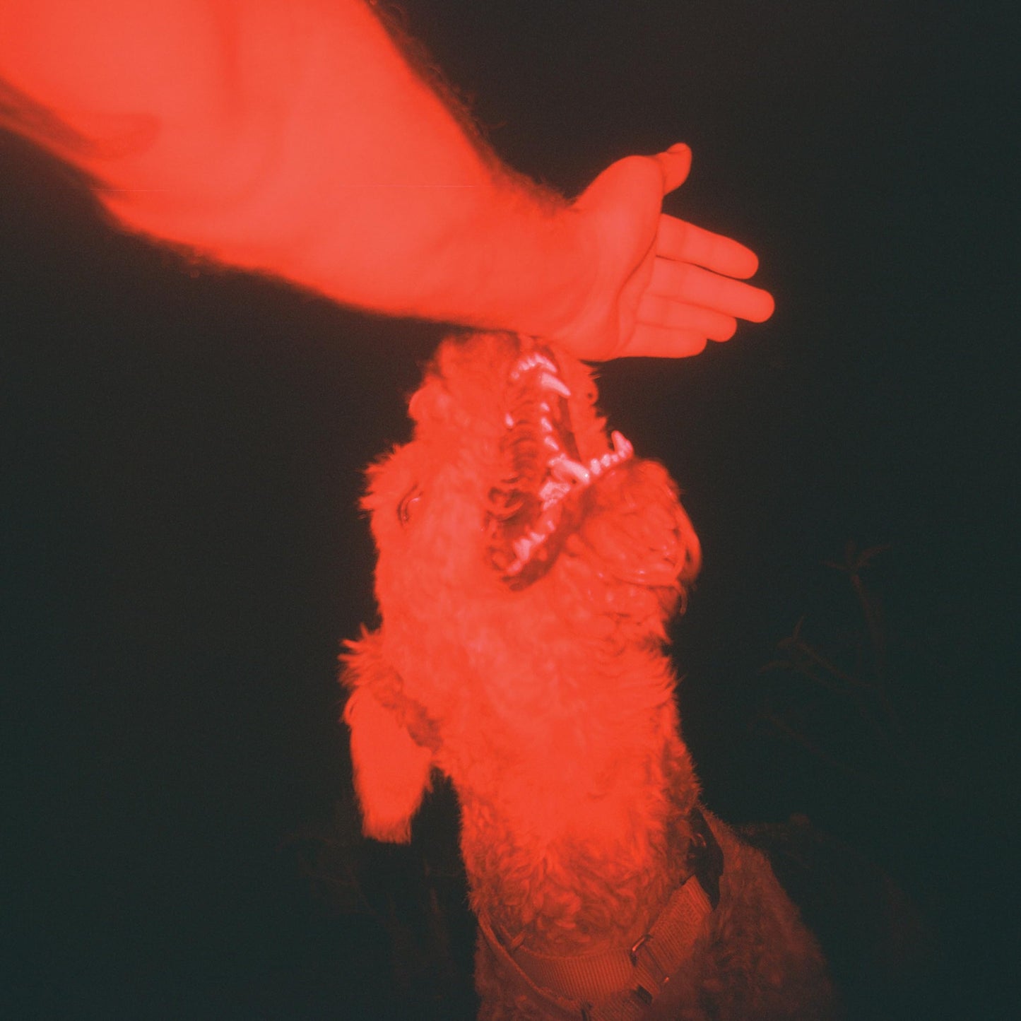 Eli Winter - A Trick Of The Light - Import Optical Illusion Transparent Red Vinyl LP Record