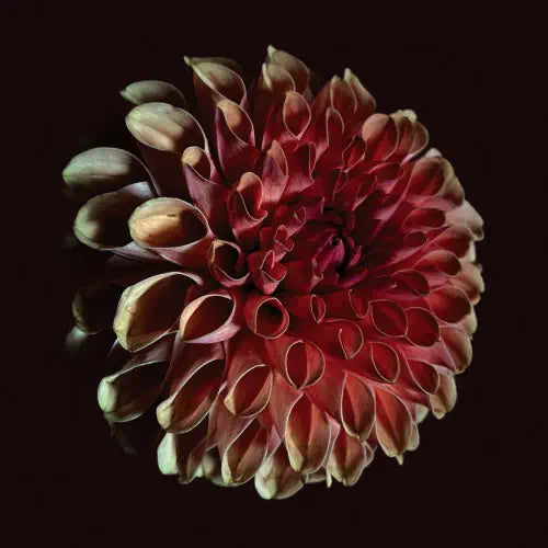 Jessica Moss - Unfolding - Import CD