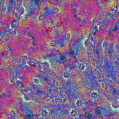 Carlos Nino - Placenta - Import Placental Purple Vinyl 2 LP Record