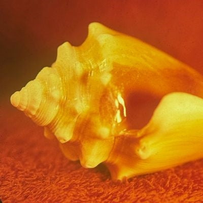 Allah-Las - Sirenas - Import Vinyl LP Record