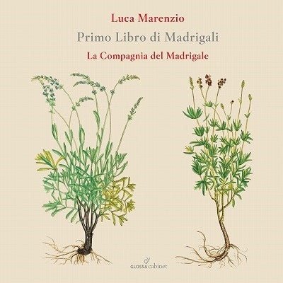 La Compagnia del Madrigale - Marenzio: Primo Libro Di Madri - Import CD