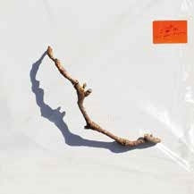 Pj Harvey - I Inside The Old Year Dying - Import LP Record